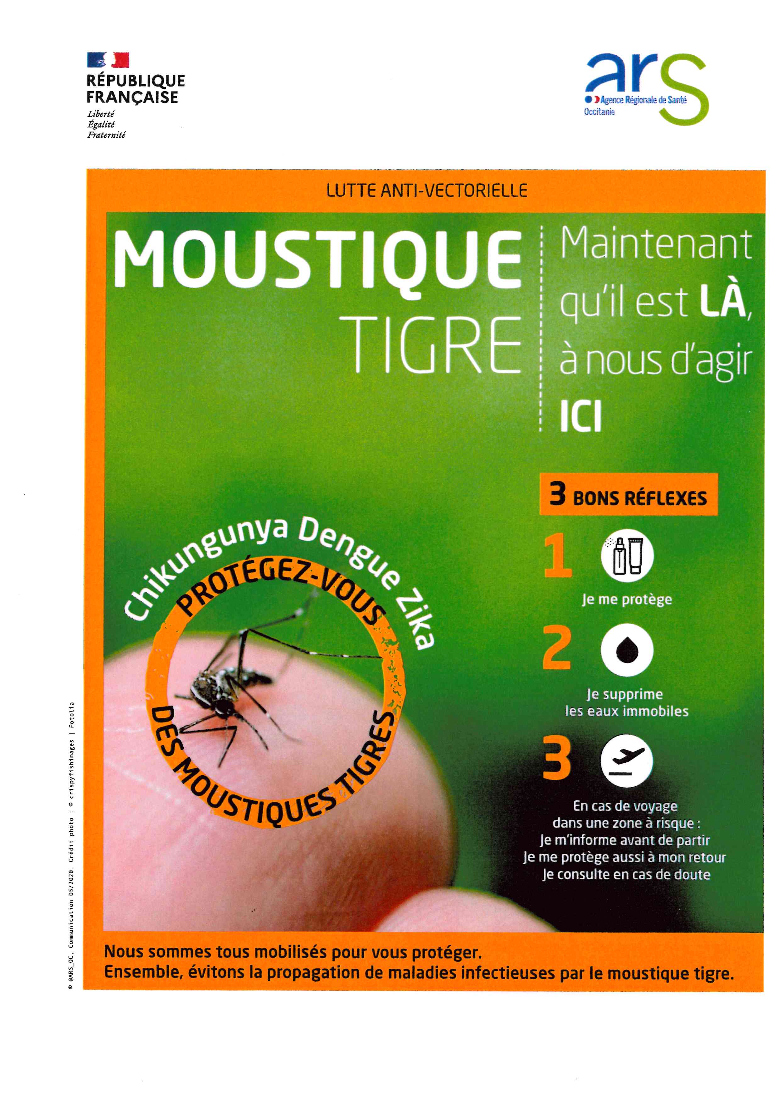MOUSTIQUE TIGRE